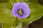 Blue waterhyssop